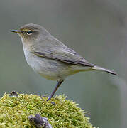 Common Chiffchaff