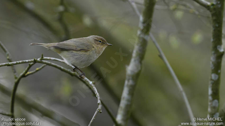 Common Chiffchaff male adult breeding