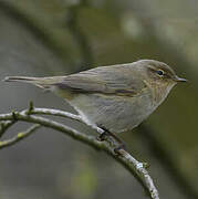 Common Chiffchaff