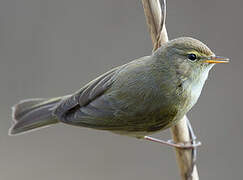 Common Chiffchaff