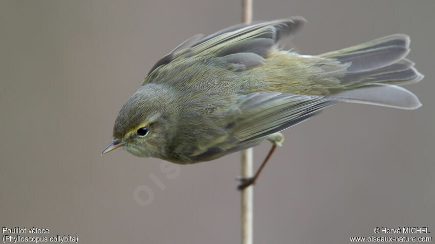 Common Chiffchaff male adult breeding