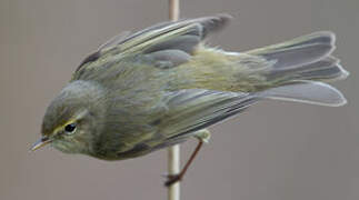 Common Chiffchaff