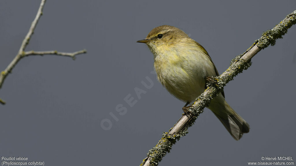 Common Chiffchaff