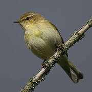 Common Chiffchaff