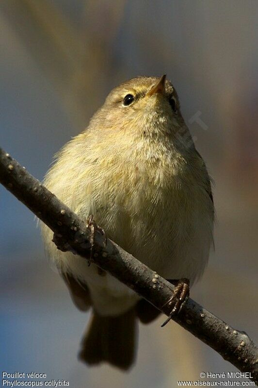 Common Chiffchaff male adult breeding, identification