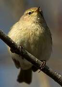 Common Chiffchaff