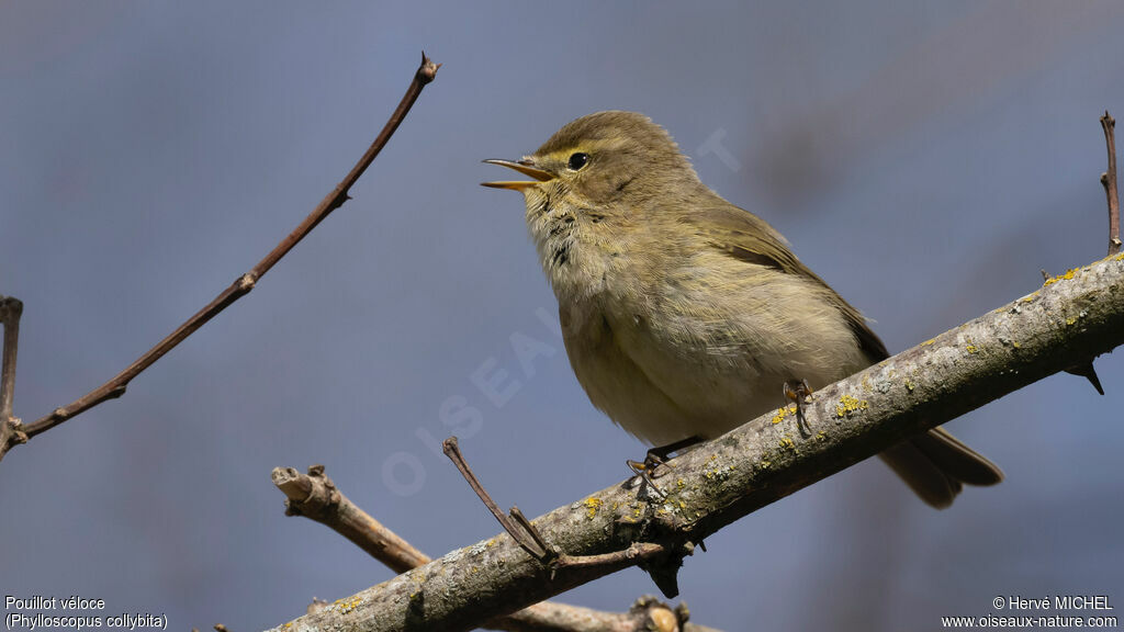 Common Chiffchaff male adult