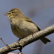 Common Chiffchaff