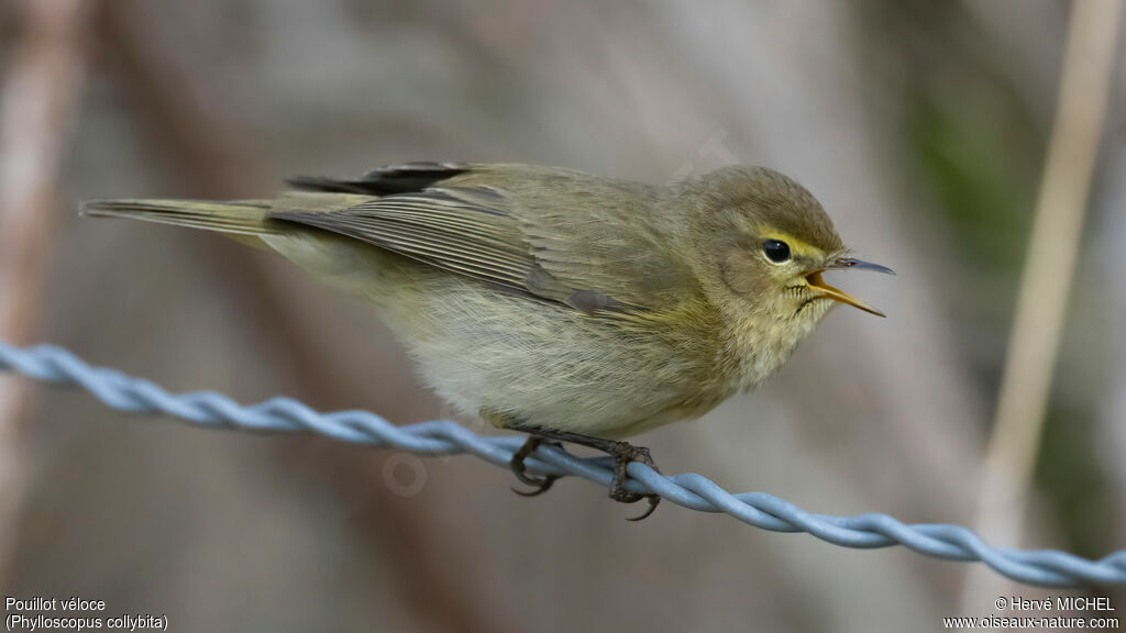 Common Chiffchaff male adult