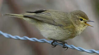 Common Chiffchaff