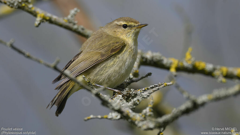 Common Chiffchaff male adult breeding