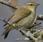 Common Chiffchaff