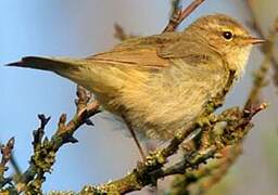 Common Chiffchaff