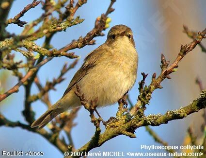 Common Chiffchaff male adult breeding