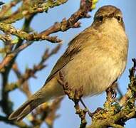 Common Chiffchaff