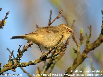 Common Chiffchaff male adult breeding