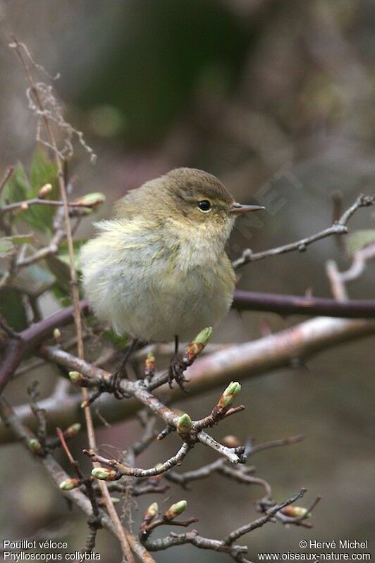 Common Chiffchaff male