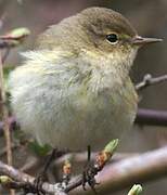 Common Chiffchaff