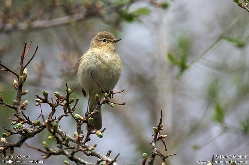 Common Chiffchaff male adult breeding