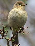 Common Chiffchaff