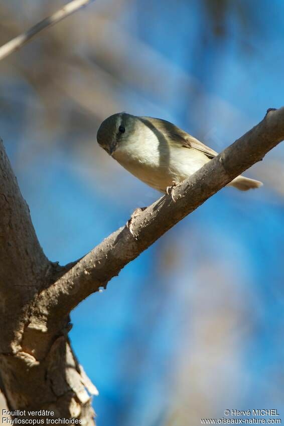 Greenish Warbler