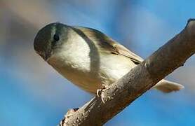 Greenish Warbler