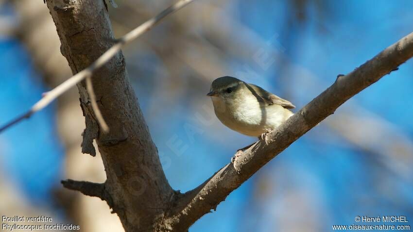 Greenish Warbler