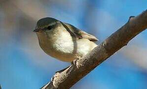 Greenish Warbler