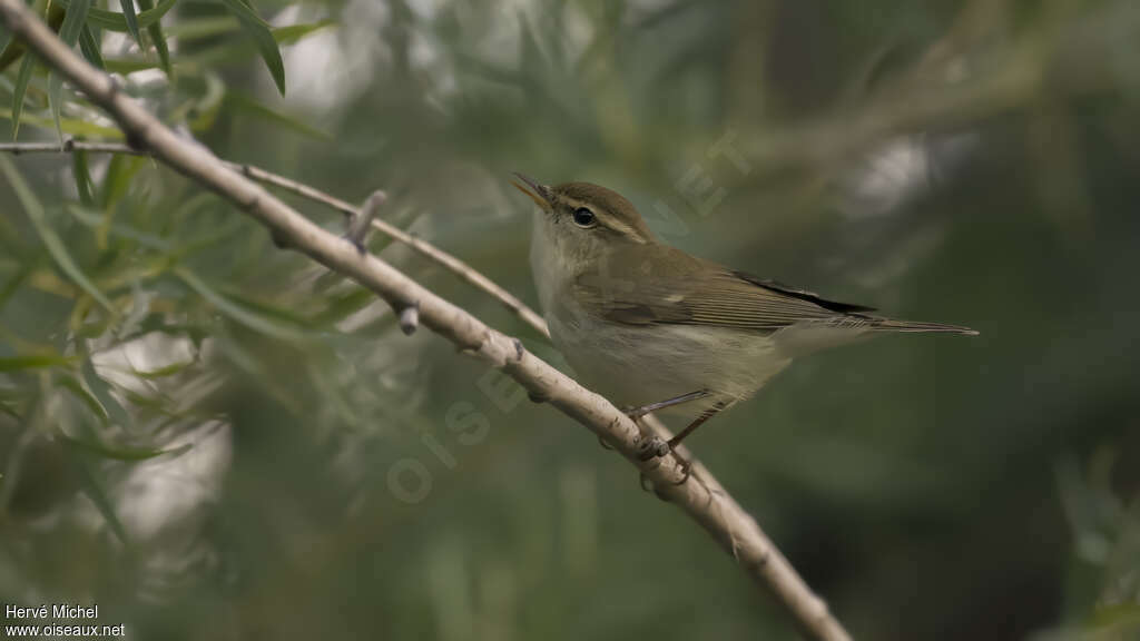 Greenish Warbler male adult breeding, identification