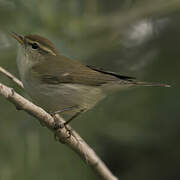 Greenish Warbler