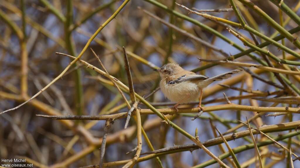 Cricket Warbler female adult, habitat, pigmentation