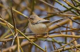 Cricket Warbler