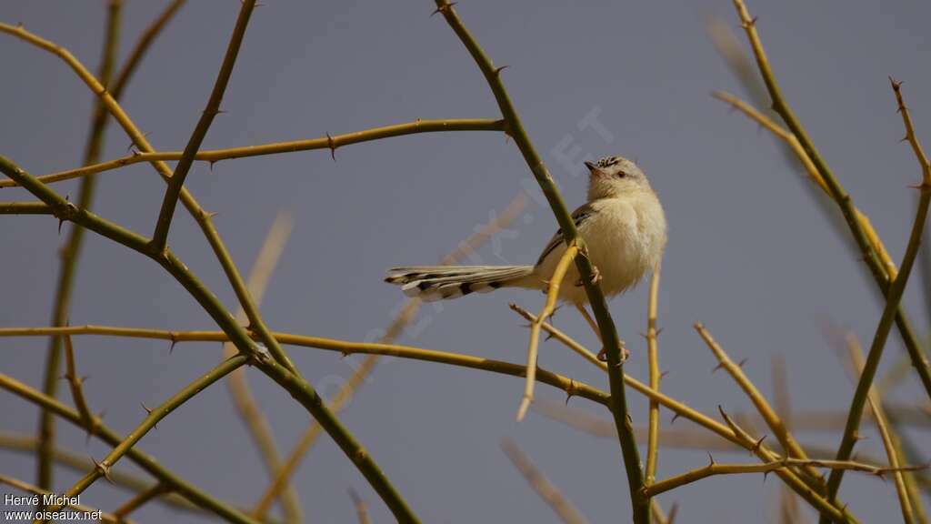 Prinia à front écailleux mâle adulte, habitat, pigmentation