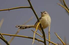 Prinia à front écailleux