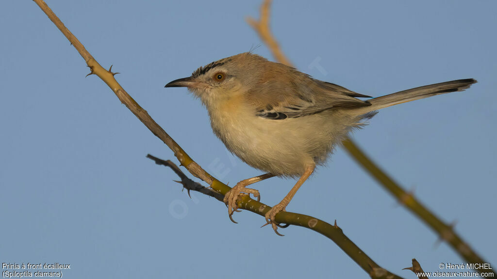 Prinia à front écailleux