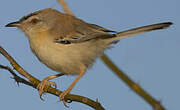 Prinia à front écailleux