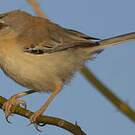 Prinia à front écailleux