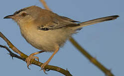 Prinia à front écailleux