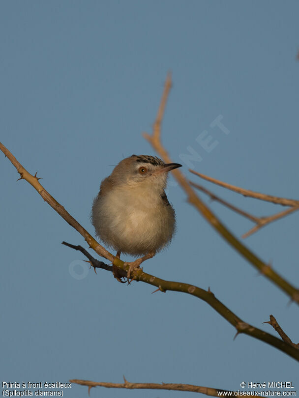 Prinia à front écailleux