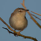 Prinia à front écailleux