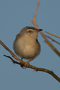 Prinia à front écailleux