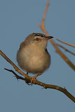 Prinia à front écailleux