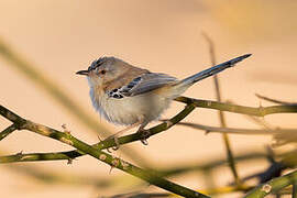 Prinia à front écailleux