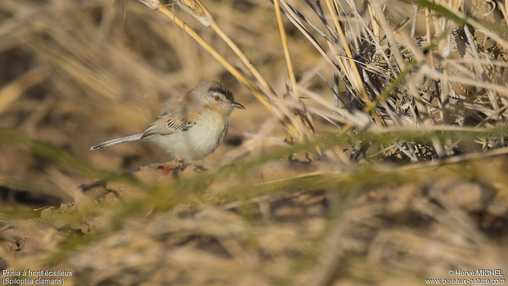 Prinia à front écailleuxadulte