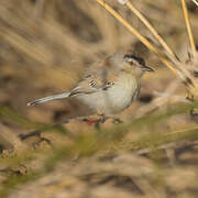 Cricket Warbler