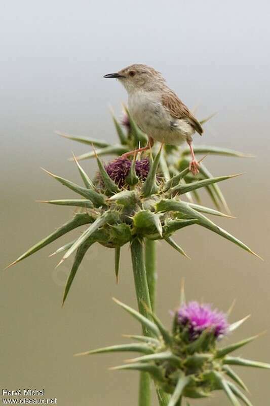 Prinia délicate mâle adulte nuptial