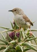 Delicate Prinia