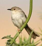 Delicate Prinia