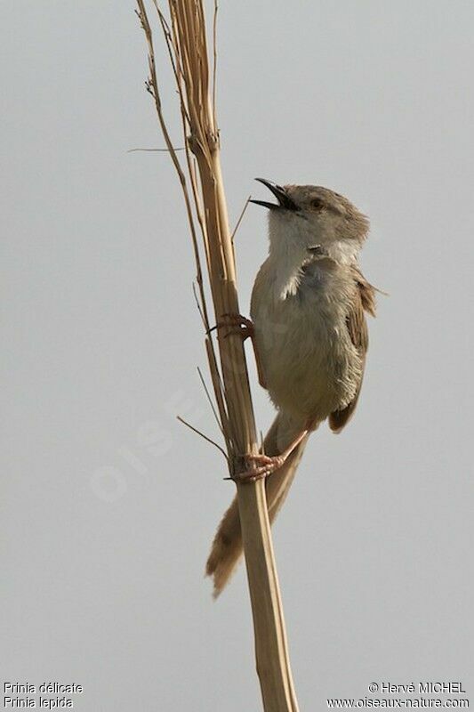 Prinia délicate mâle adulte nuptial