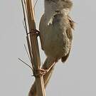 Prinia délicate